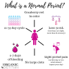 What is a Normal Period? Better Understanding Your Cycle - The Organic ...