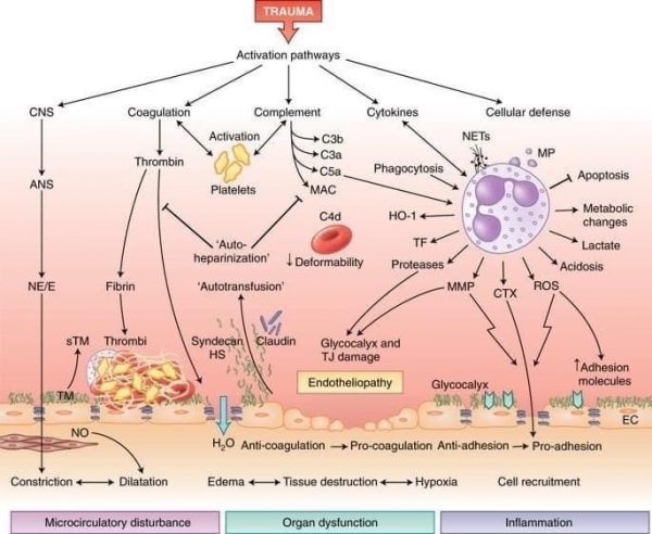 4 Root Causes Of Chronic Inflammation The Organic Dietitian